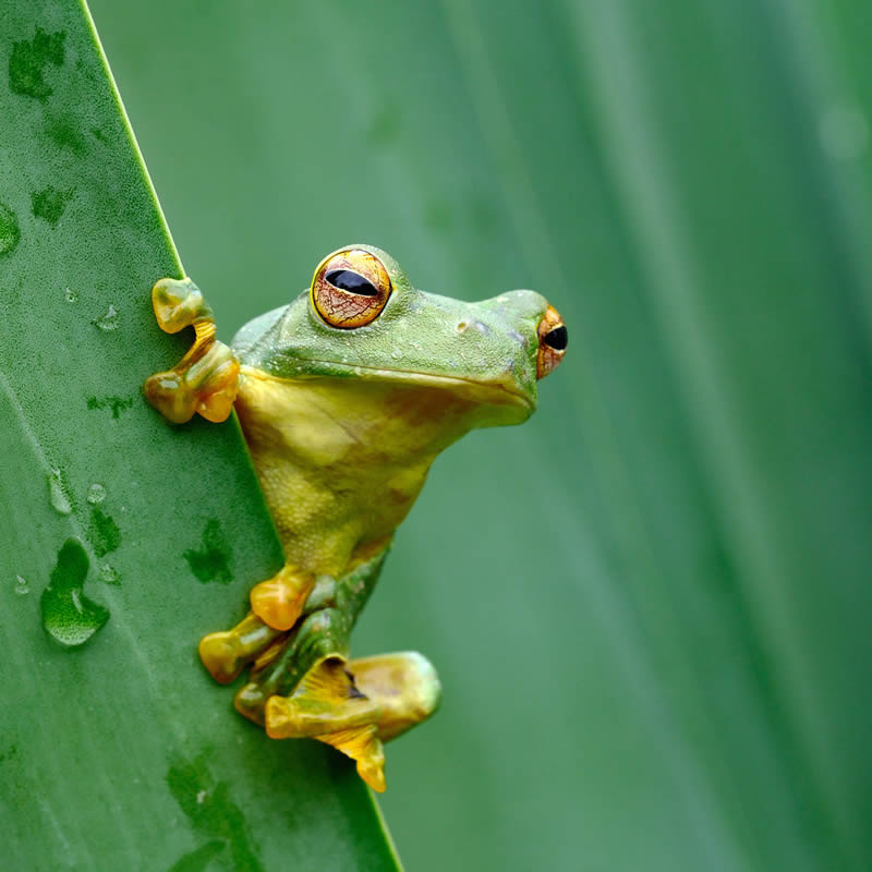 Garden Photographer Of The Year Awards Winners