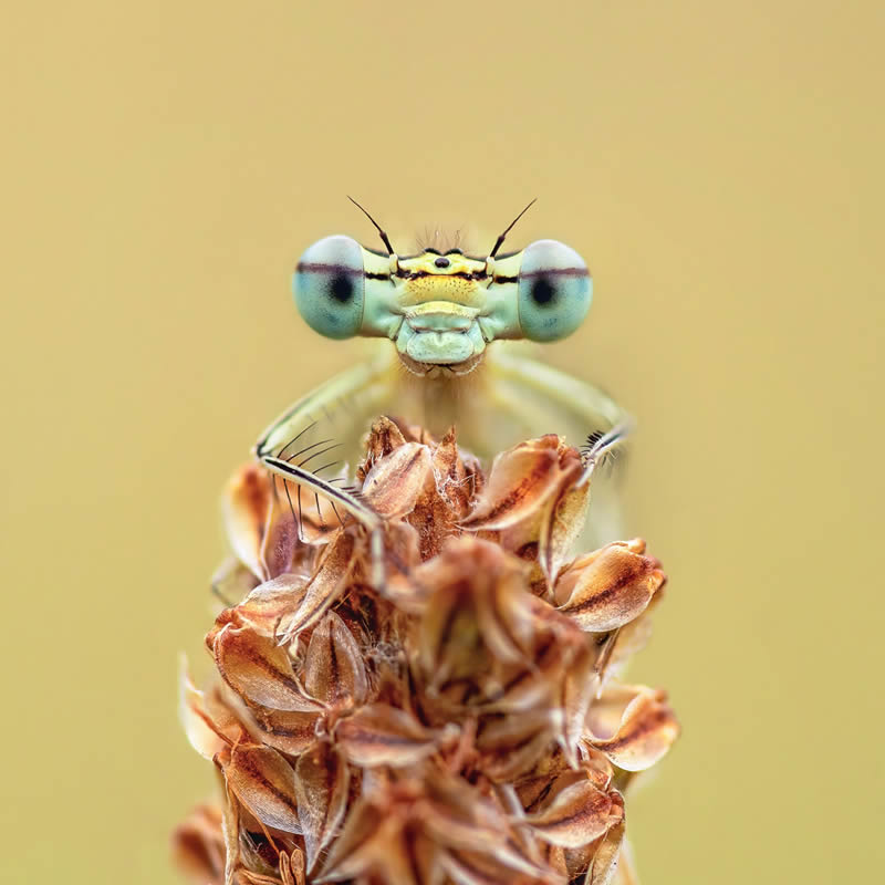 Garden Photographer Of The Year Awards Winners