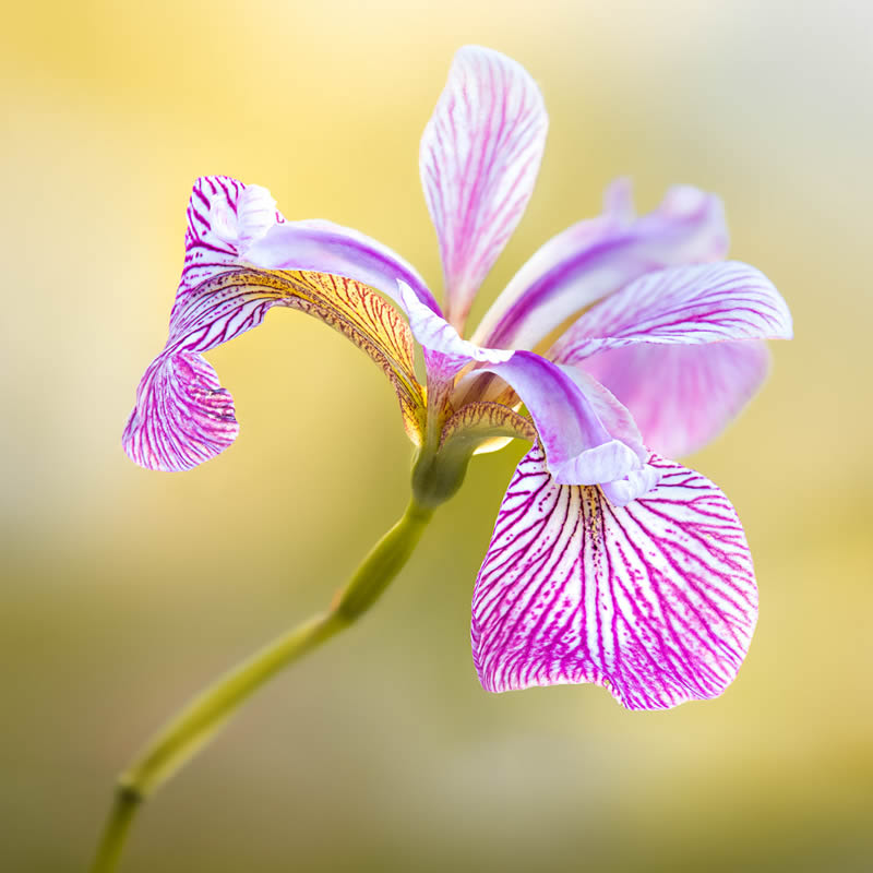 Garden Photographer Of The Year Awards Winners