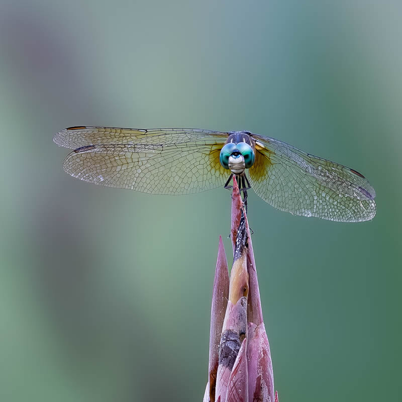 Garden Photographer Of The Year Awards Winners