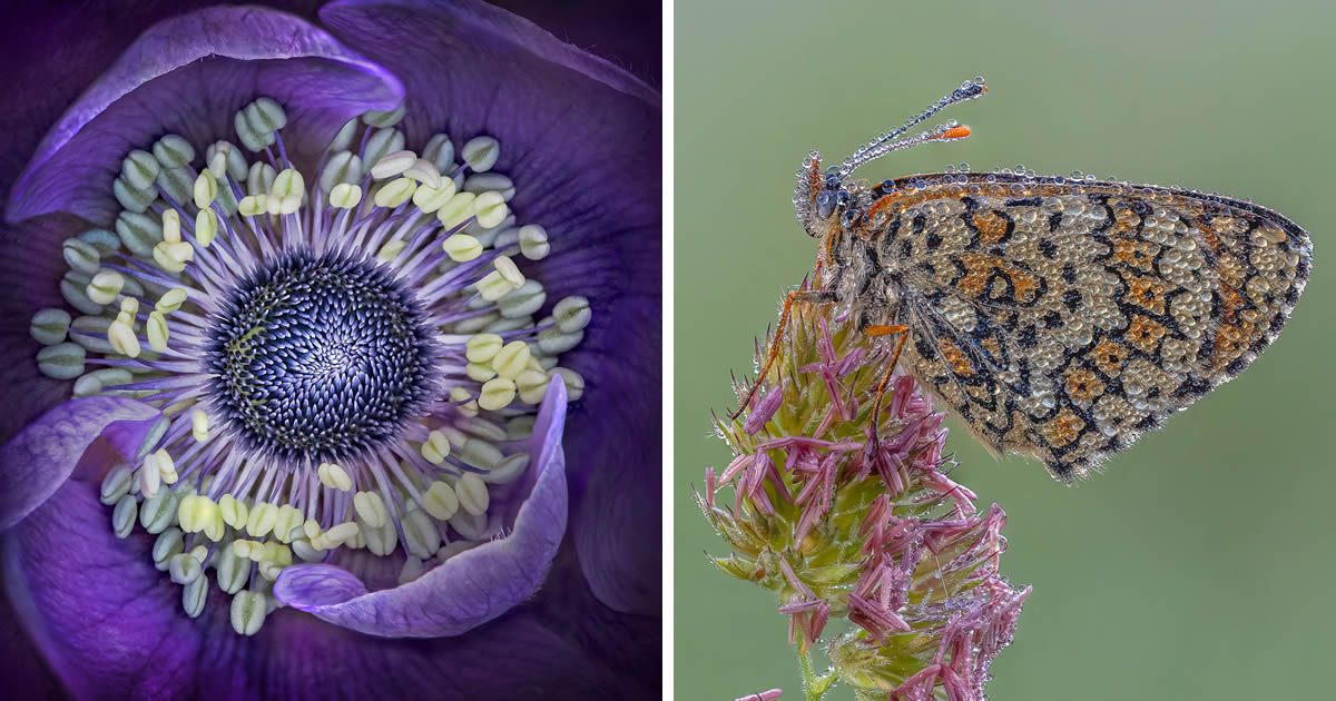 19 Gorgeous Macro Photos From The 2024 Garden Photographer Of The Year Awards