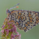 Garden Photographer Of The Year Awards Winners