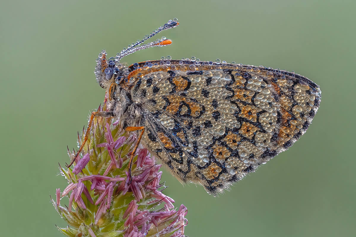 Garden Photographer Of The Year Awards Winners