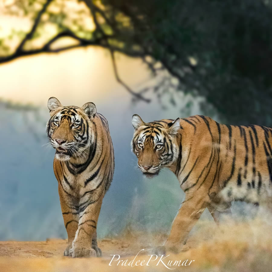 Best Top Wildlife Photography Destinations in India