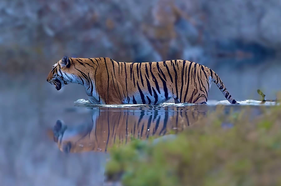 Best Top Wildlife Photography Destinations in India