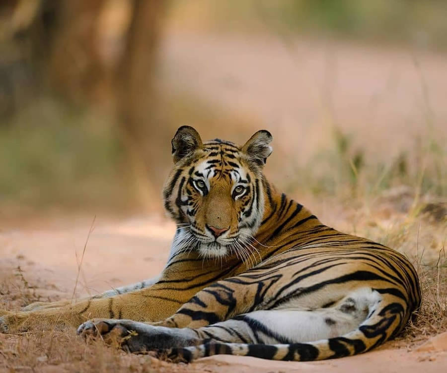 Best Top Wildlife Photography Destinations in India