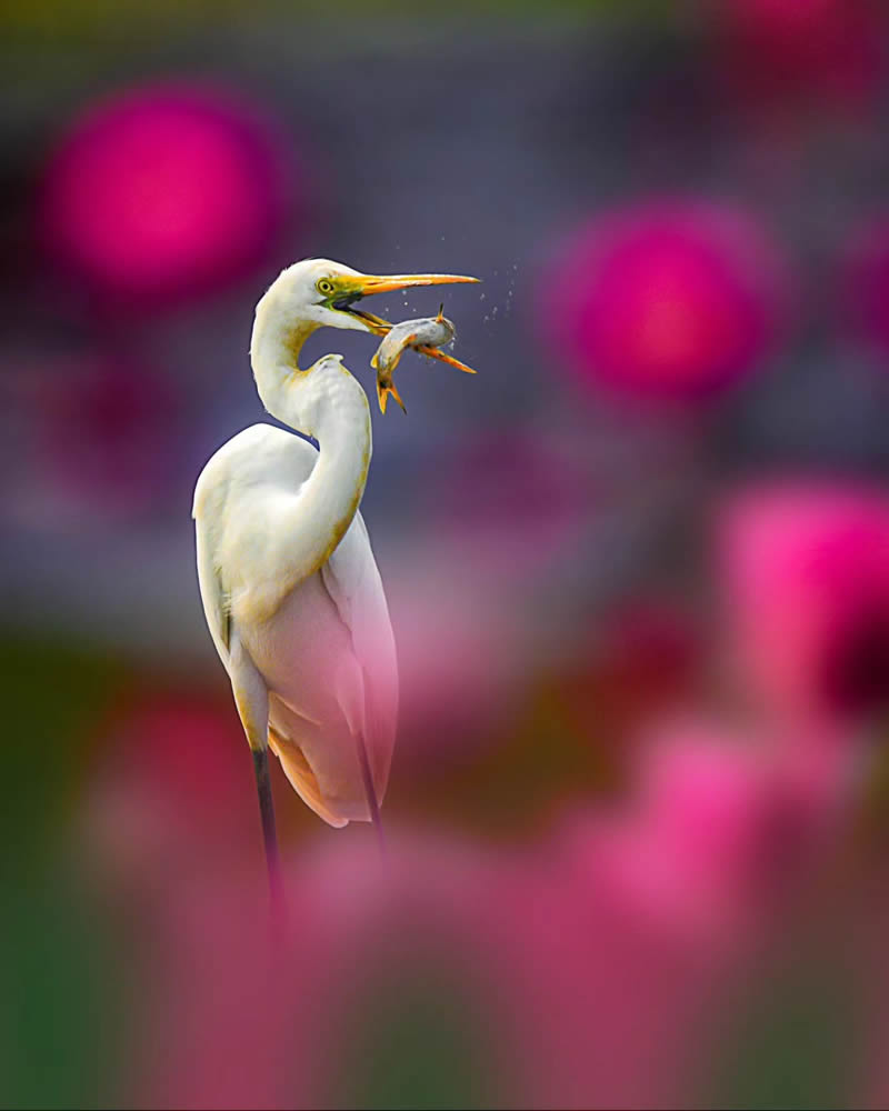 Indian Bird Photography by Suman Das