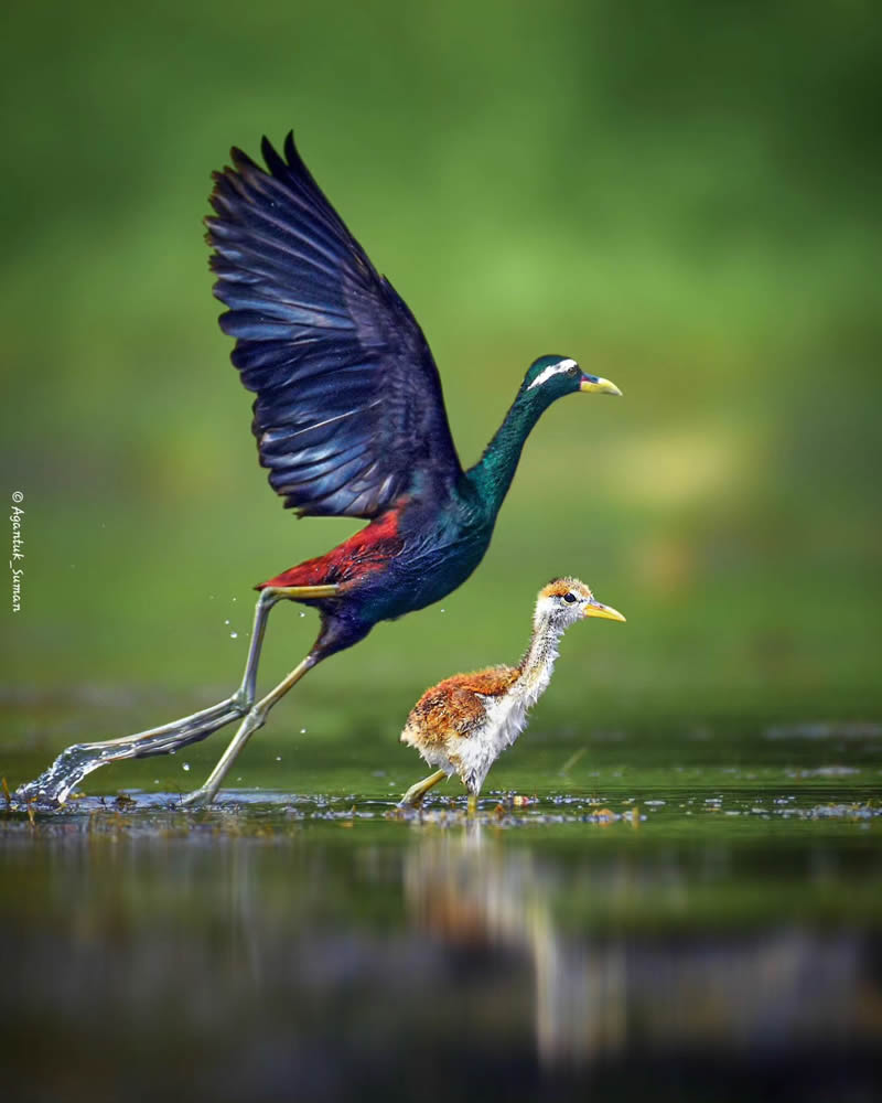 Indian Bird Photography by Suman Das