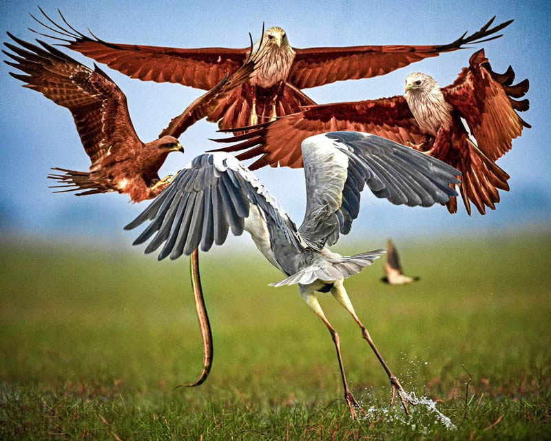 Indian Bird Photography by Suman Das