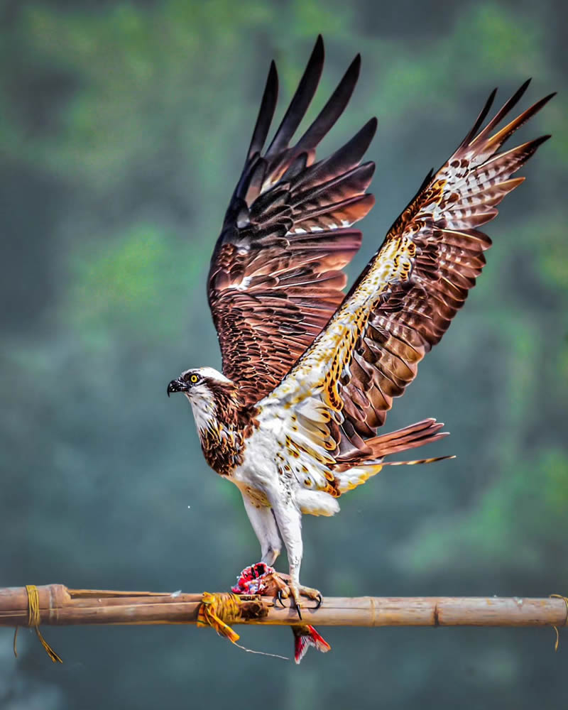 Indian Bird Photography by Suman Das