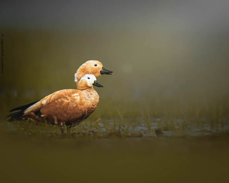 Indian Bird Photography by Suman Das