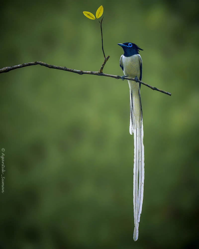 Indian Bird Photography by Suman Das