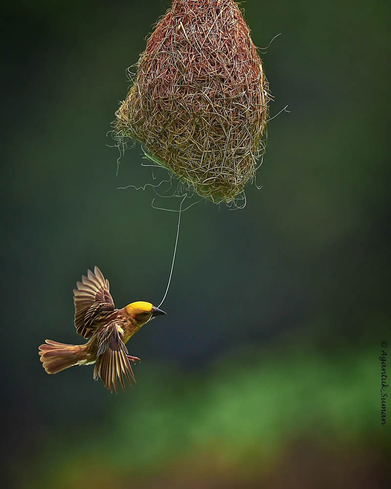 Indian Bird Photography by Suman Das