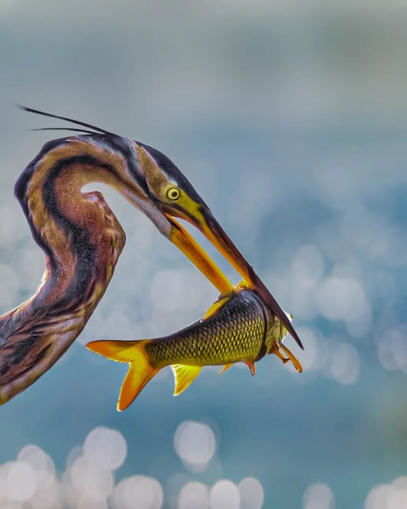 Indian Bird Photography by Suman Das