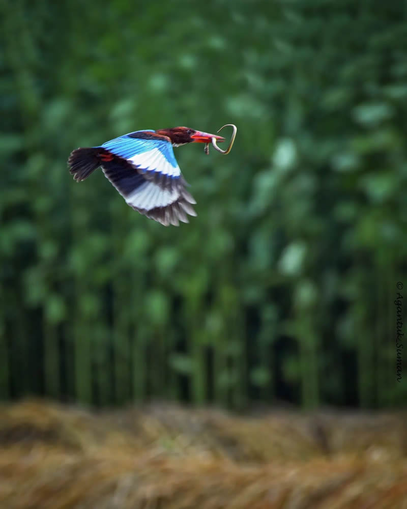 Indian Bird Photography by Suman Das