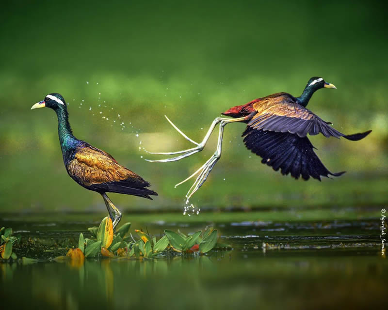 Indian Bird Photography by Suman Das