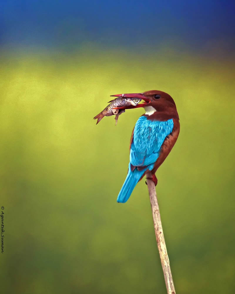 Indian Bird Photography by Suman Das