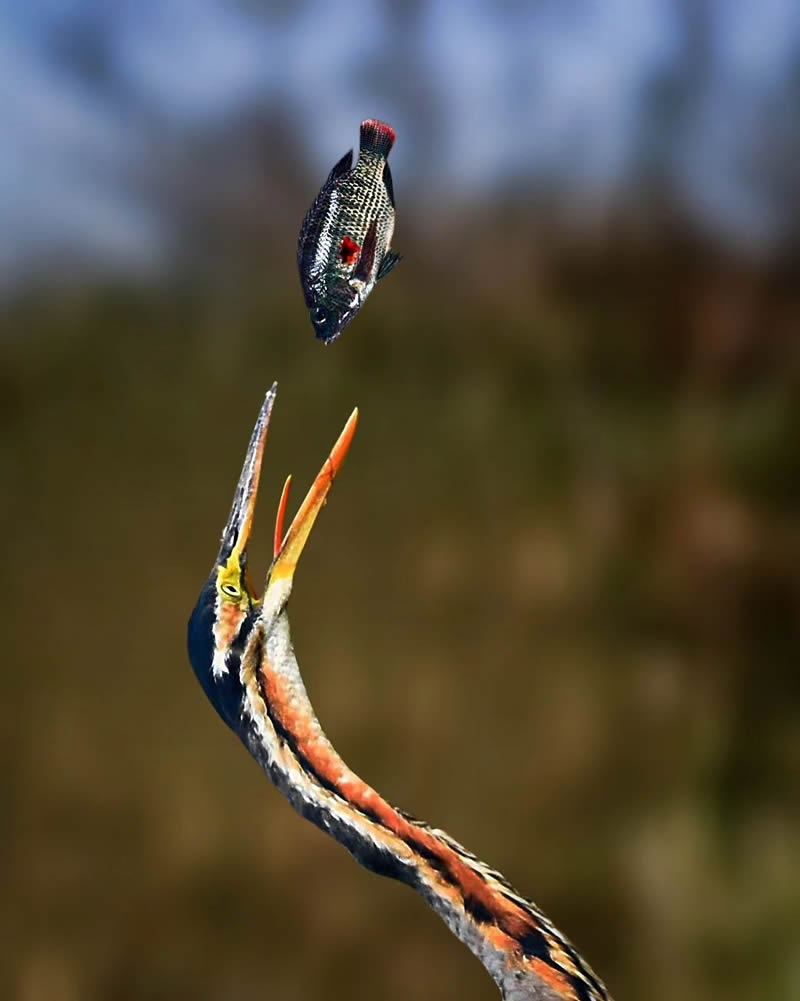 Indian Bird Photography by Suman Das