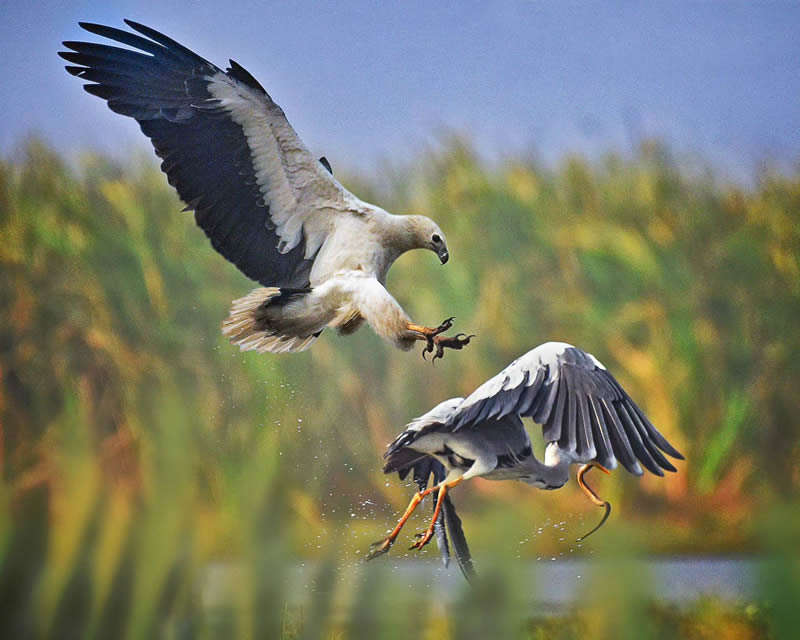 Indian Bird Photography by Suman Das