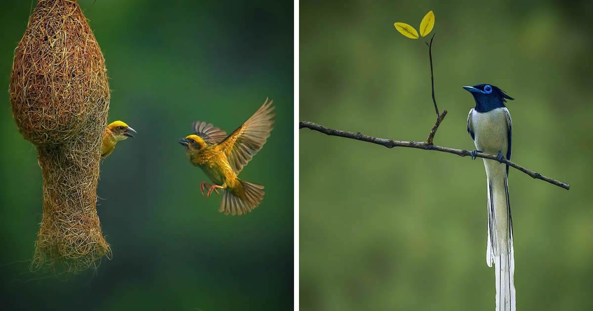 Wildlife Photographer Suman Das Captures Fantastic Bird Photos In Indian Forests