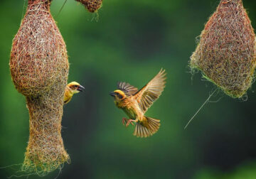 Indian Bird Photography by Suman Das