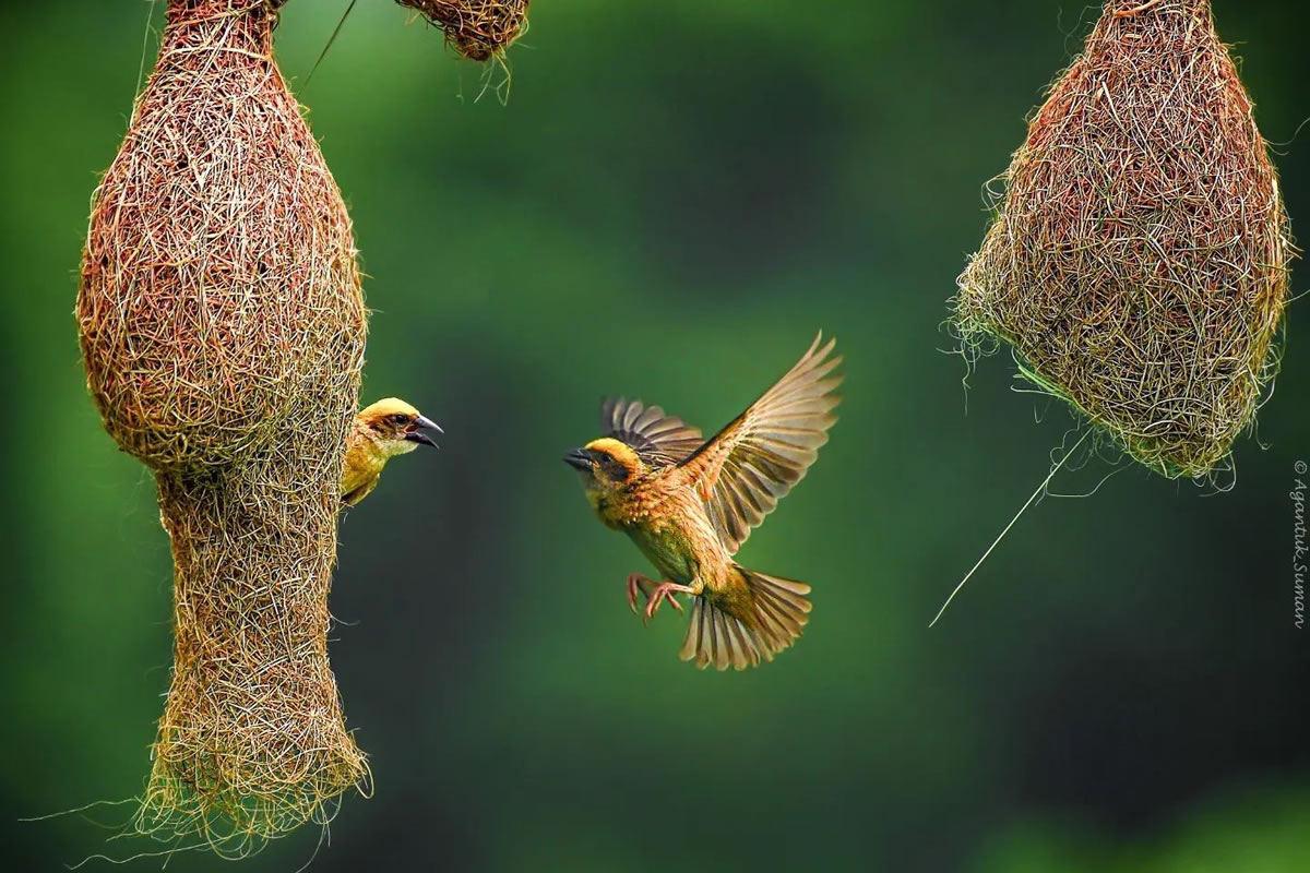 Indian Bird Photography by Suman Das