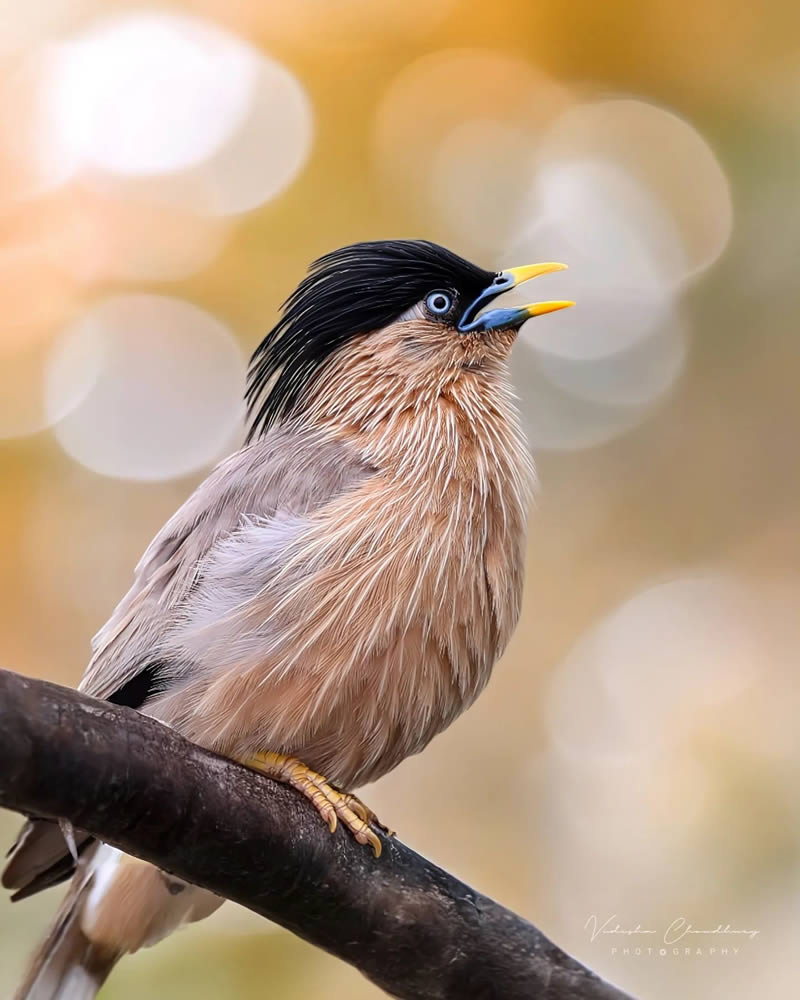 Indian Bird Photography by Vidisha Choudhury