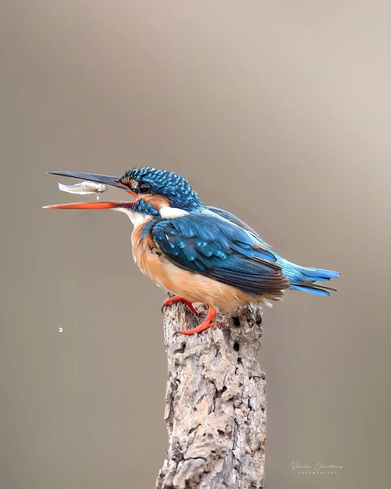 Indian Bird Photography by Vidisha Choudhury