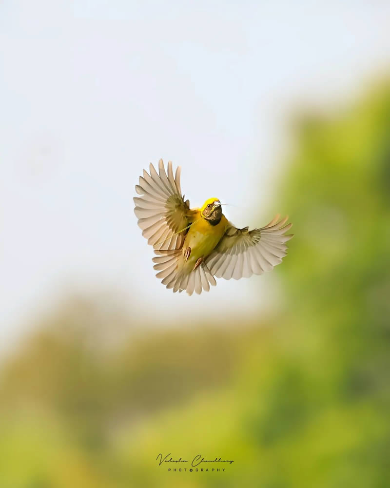 Indian Bird Photography by Vidisha Choudhury