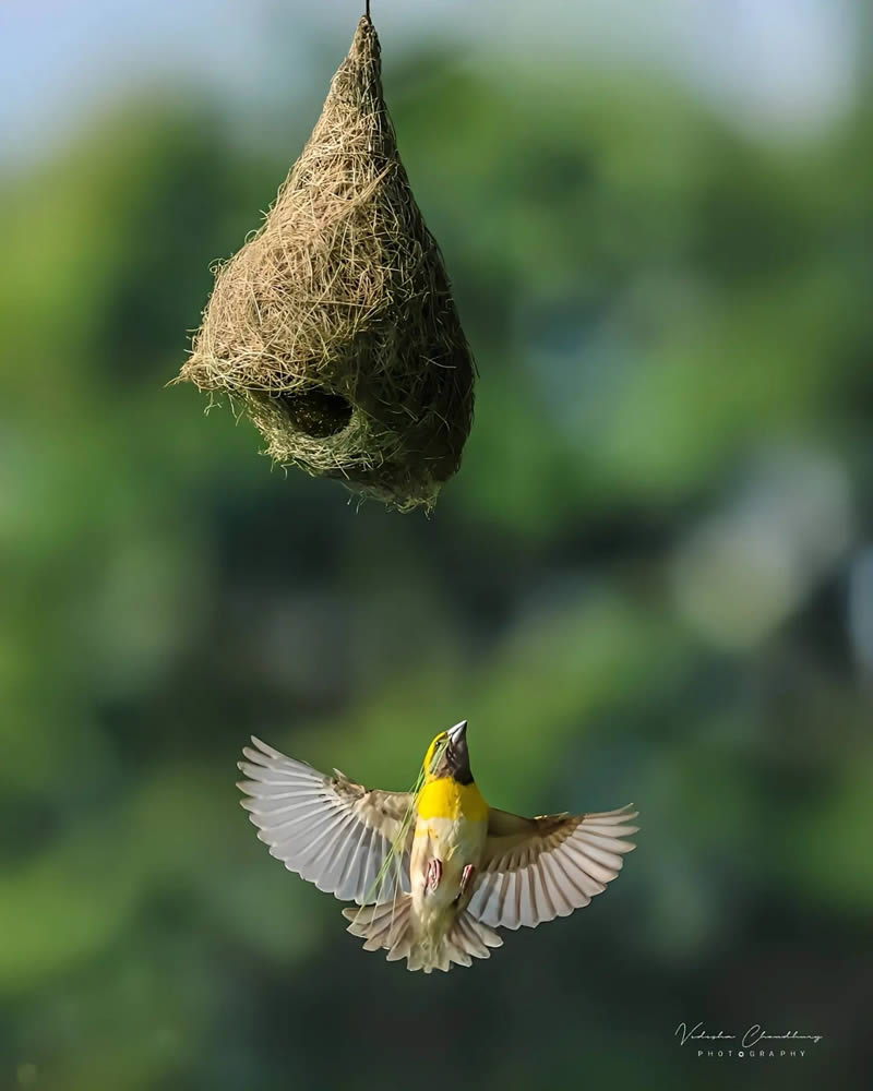 Indian Bird Photography by Vidisha Choudhury