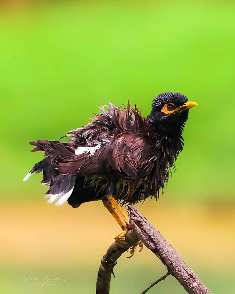 Indian Bird Photography by Vidisha Choudhury