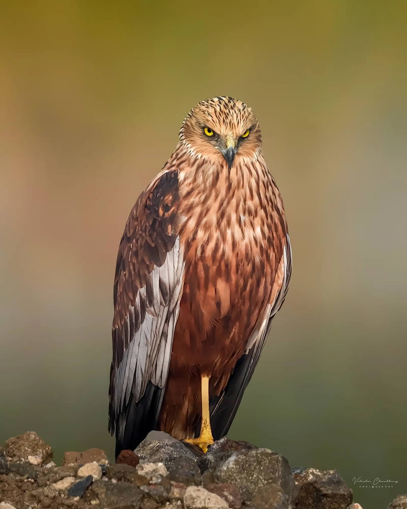 Indian Bird Photography by Vidisha Choudhury