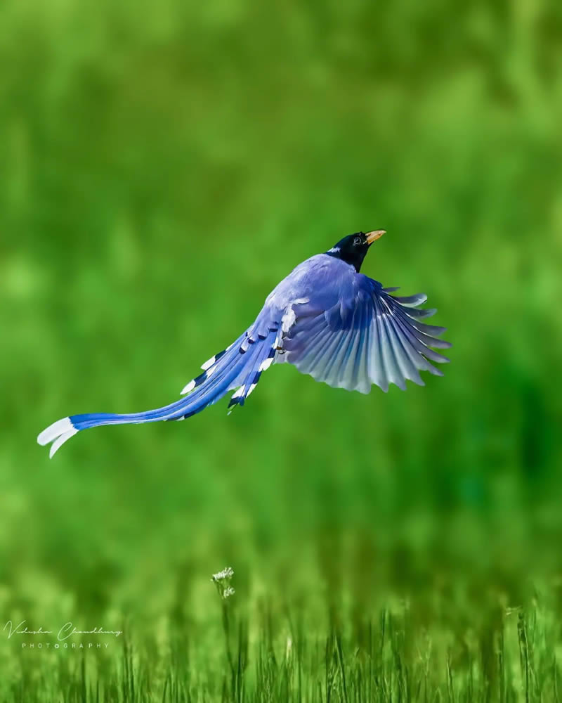 Indian Bird Photography by Vidisha Choudhury