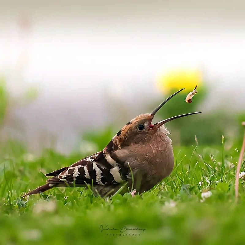 Indian Bird Photography by Vidisha Choudhury