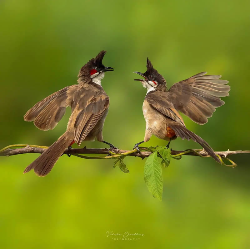 Indian Bird Photography by Vidisha Choudhury