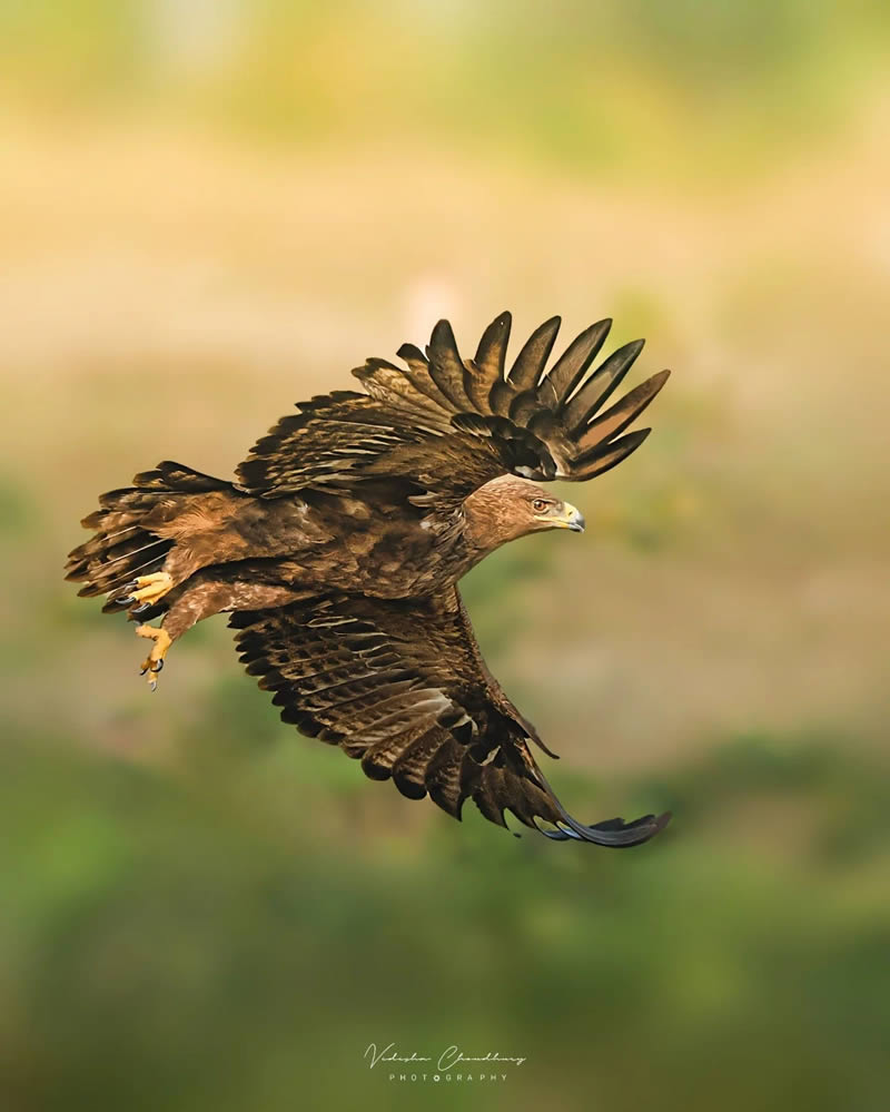 Indian Bird Photography by Vidisha Choudhury