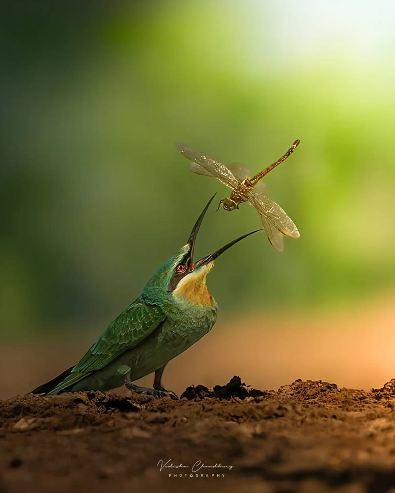 Indian Bird Photography by Vidisha Choudhury