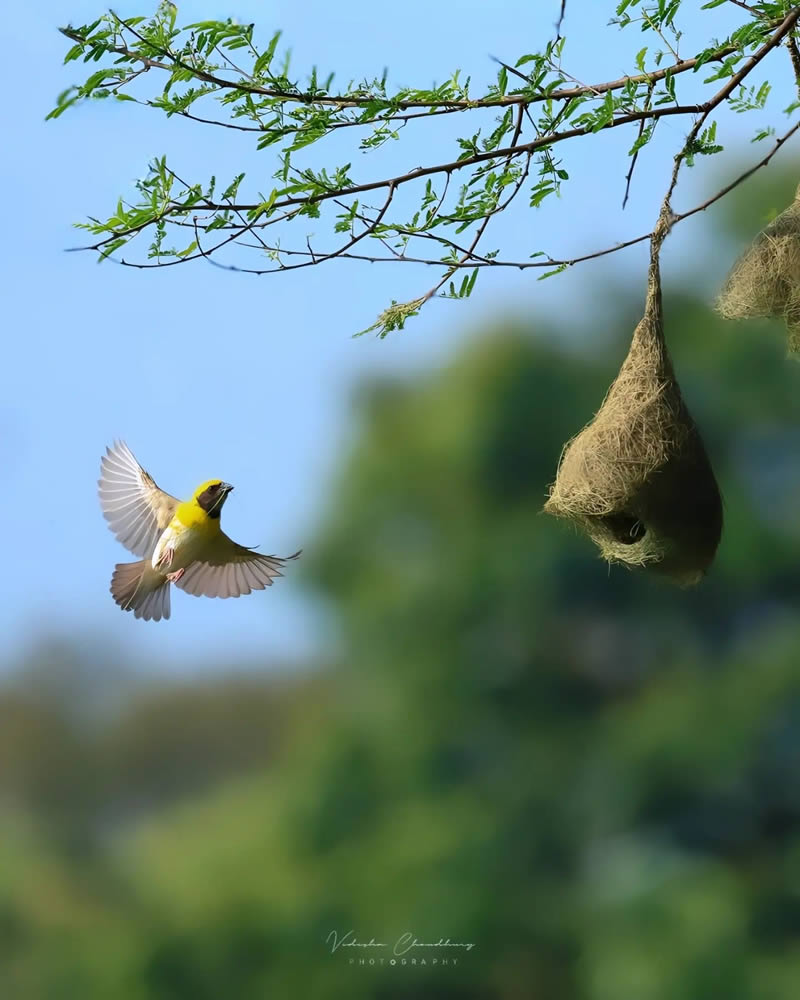 Indian Bird Photography by Vidisha Choudhury