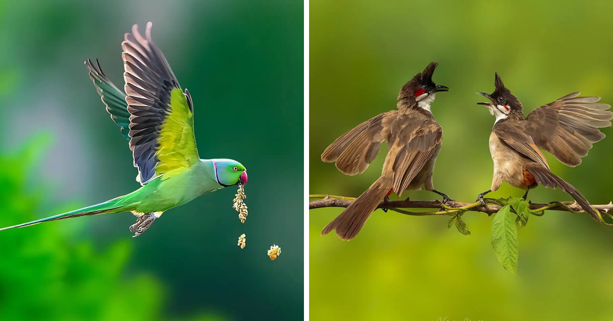 Indian Nature Photographer Vidisha Choudhury Captures Incredible Bird Photos In Indian Forests