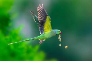 Indian Nature Photographer Vidisha Choudhury Captures Incredible Bird Photos In Indian Forests