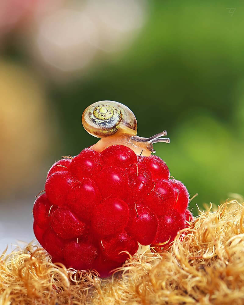 Macro Photos Of Insects, Flowers, Snails by Andrey Aydarov