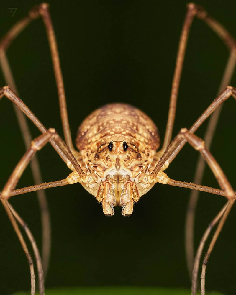 Macro Photos Of Insects, Flowers, Snails by Andrey Aydarov