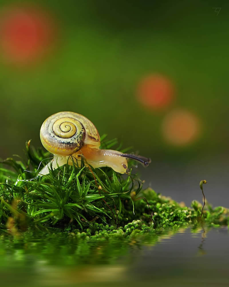 Macro Photos Of Insects, Flowers, Snails by Andrey Aydarov