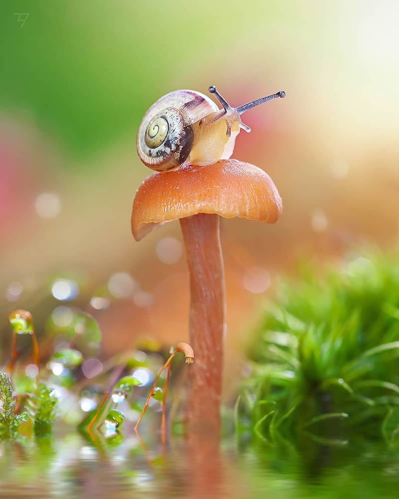 Macro Photos Of Insects, Flowers, Snails by Andrey Aydarov