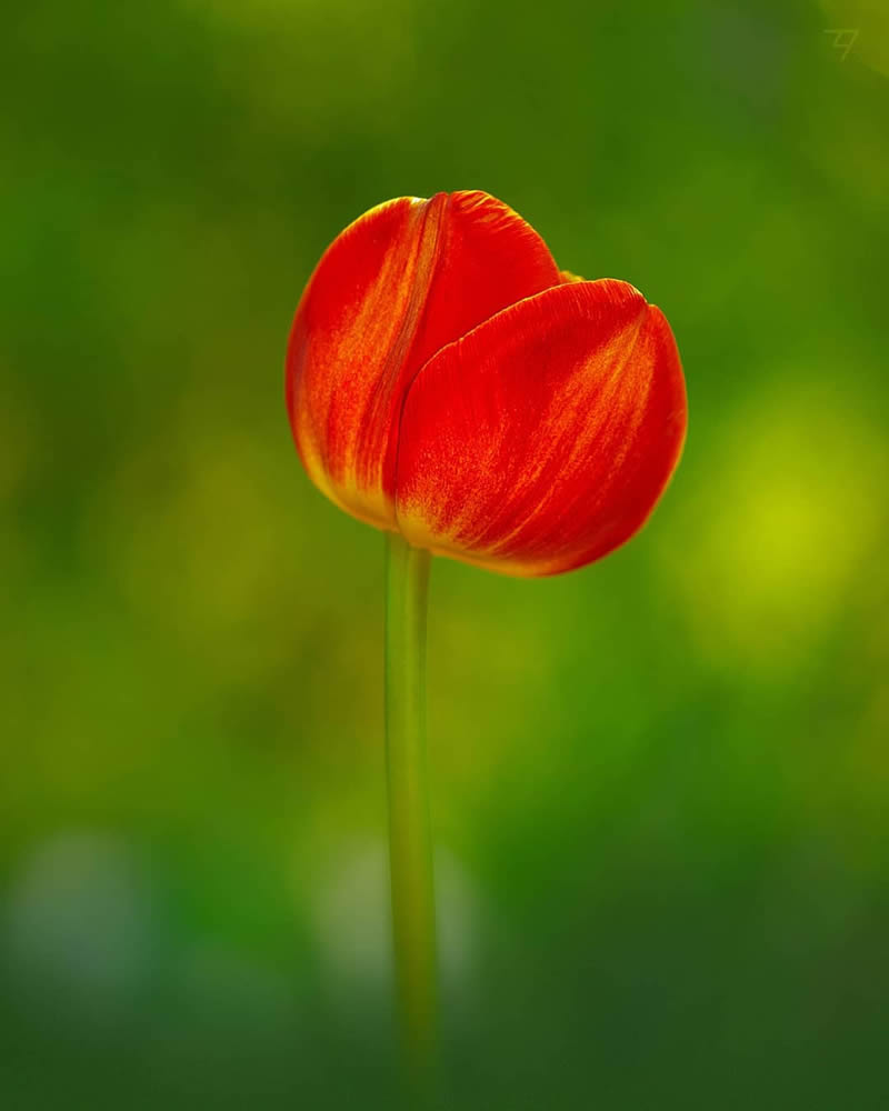 Macro Photos Of Insects, Flowers, Snails by Andrey Aydarov