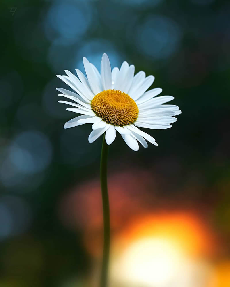 Macro Photos Of Insects, Flowers, Snails by Andrey Aydarov