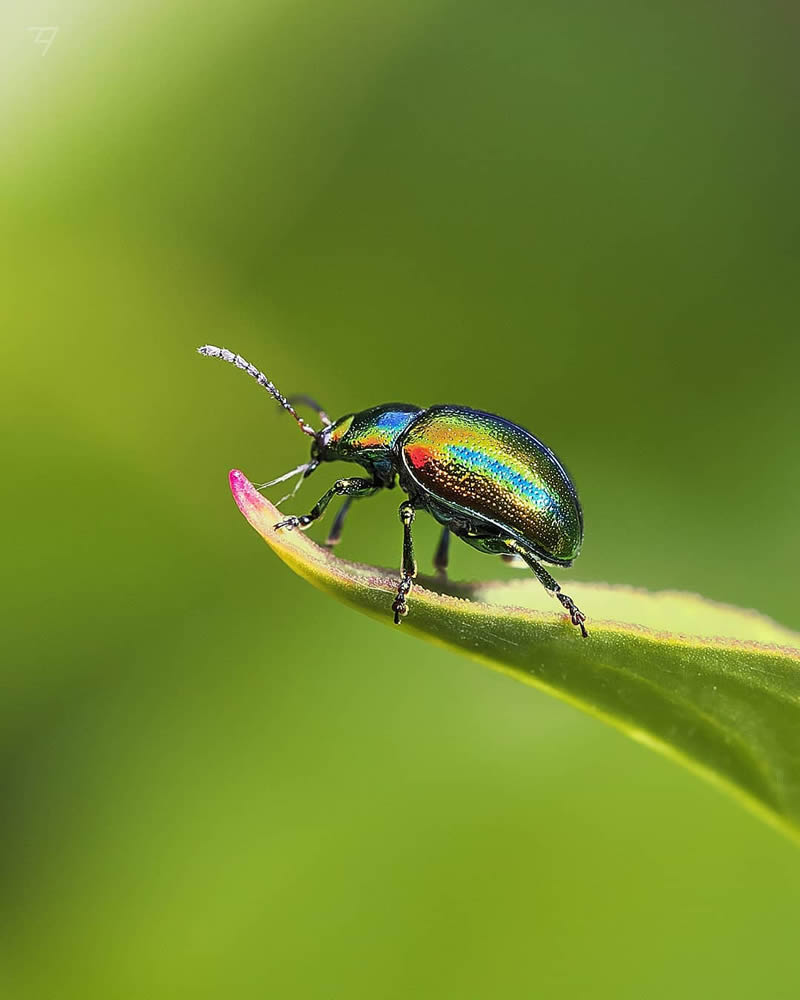 Macro Photos Of Insects, Flowers, Snails by Andrey Aydarov