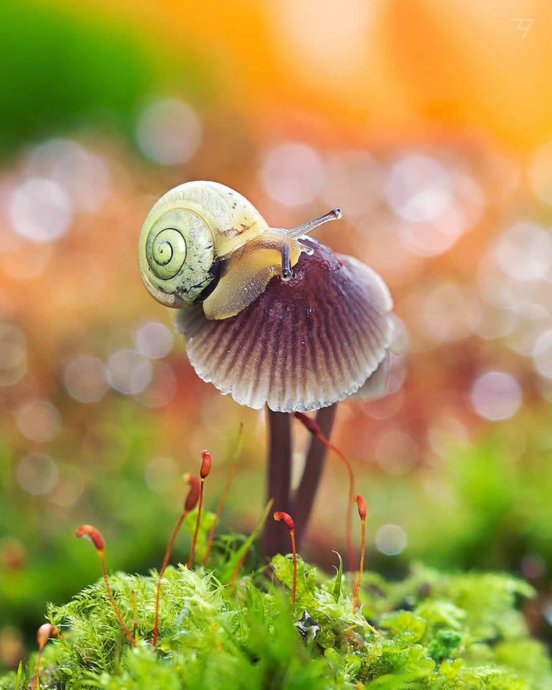 Macro Photos Of Insects, Flowers, Snails by Andrey Aydarov