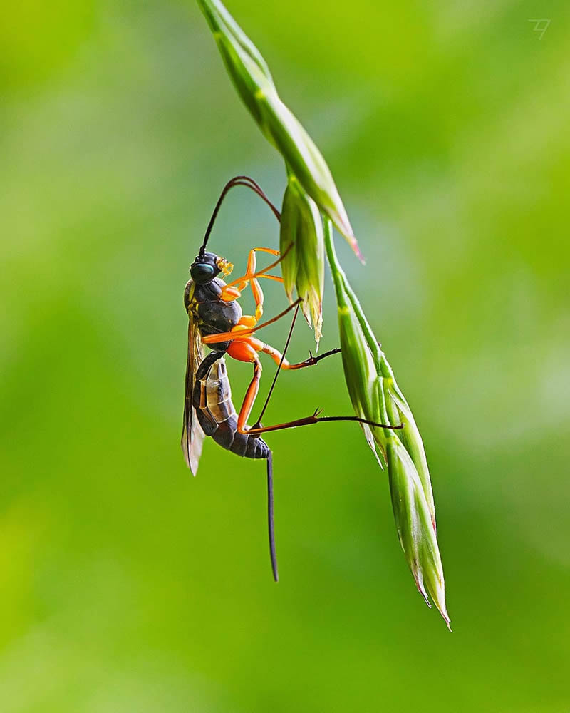 Macro Photos Of Insects, Flowers, Snails by Andrey Aydarov