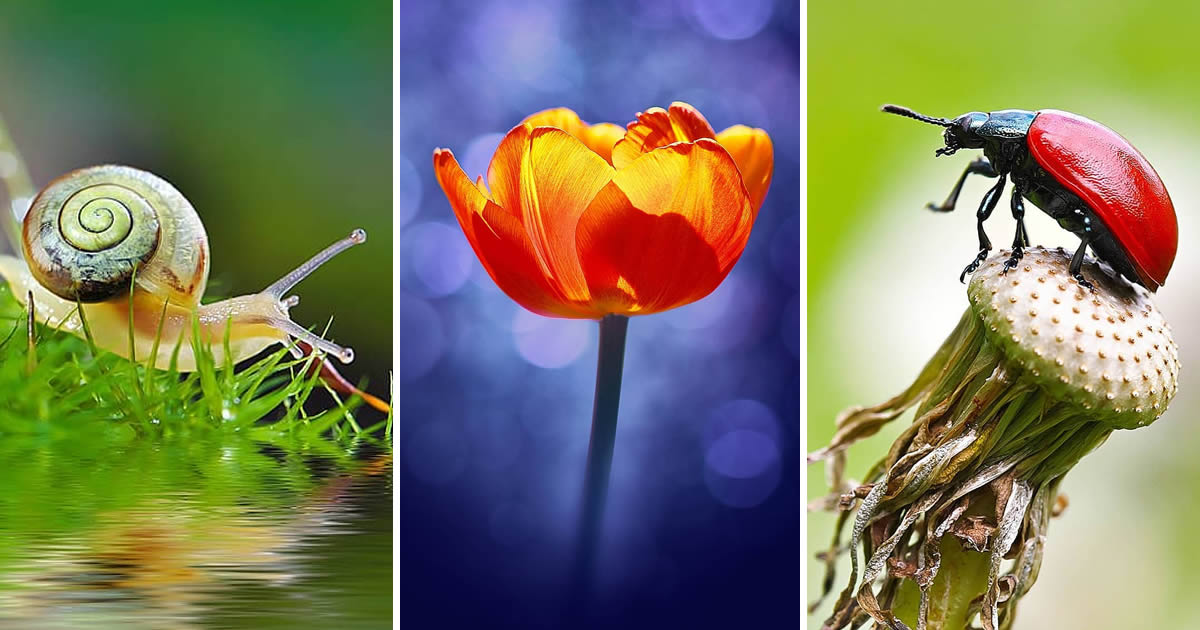 Russian Photographer Andrey Aydarov Captures Stunning Macro Photos Of Snails, Insects and Flowers